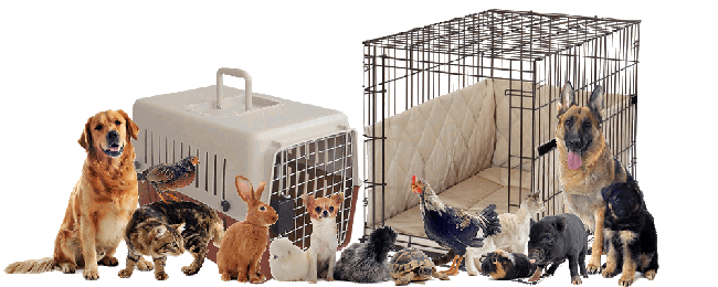 Gyvūnų gabenimas į Belgiją – Kiekvieną dieną iš Lietuvos